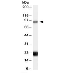 RASAL1 Antibody