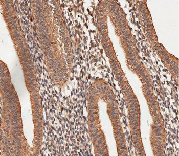 COL5A1 Antibody