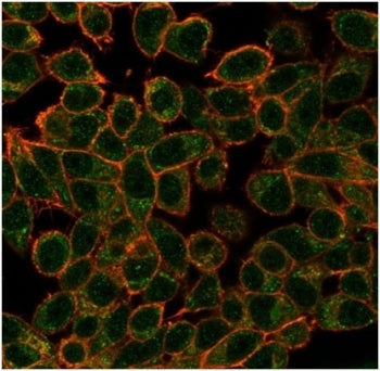 Immunofluorescent staining of PFA-fixed human HeLa cells using ECD antibody (green, clone PCRP-ECD-1