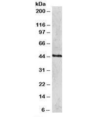 Western blot testing of HeLa lysate with RAD51C antibody at 2ug/ml. Predicted molecular weight: ~42k