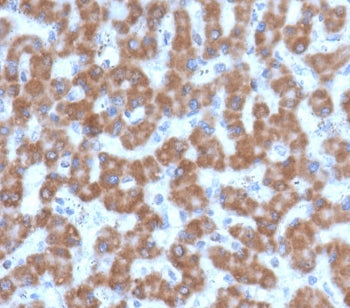 Prohibitin Antibody / PHB
