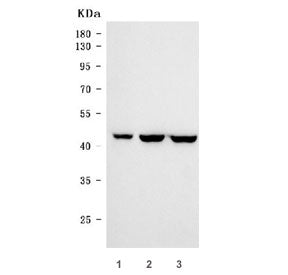 Western blot testing of human 1) SW620, 2) Caco-2 and 3) DLD1 cell lysate with CDX2 antibody. Predic