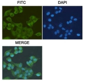 S100A10 Antibody