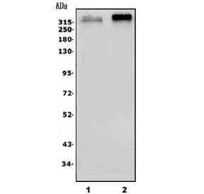 Scn2a Antibody