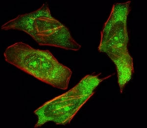 Fluorescent image of HeLa cells stained with SHP2 antibody. Alexa Fluor 488 conjugated secondary (gr