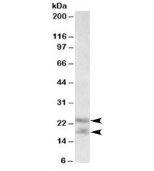 IL-25 Antibody