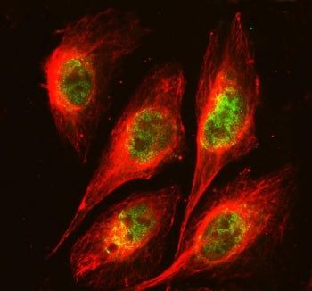 FOXA3 Antibody
