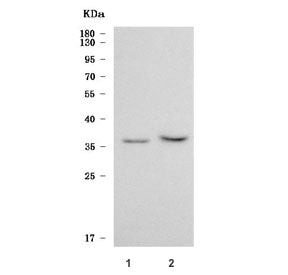 Western blot testing of 1) human HepG2 and 2) rat brain tissue lysate with SGTB antibody. Predicted 
