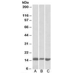 Galectin-1 Antibody