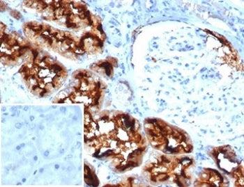 IHC staining of FFPE human kidney tissue with CD13 antibody (clone APN/6997). Negative control inset