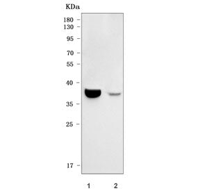Western blot testing of 1) human ARPE-19 and 2) monkey RF/6A cell lysate with Opticin antibody. Pred