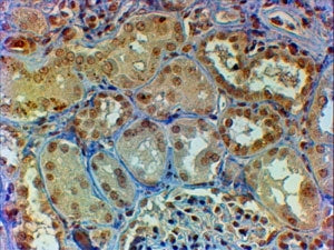 IHC staining of FFPE human kidney with Myb antibody at 2ug/ml. HIER: steamed with pH6 citrate buffer
