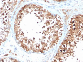 IHC staining of FFPE human testis with Inhibin alpha antibody (clone INHA/4266). HIER: boil tissue s