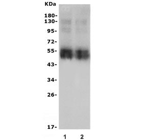 SLC10A1 Antibody / NTCP