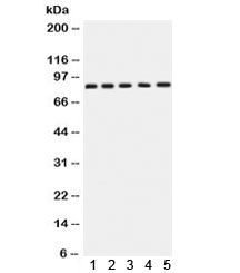 Western blot testing of 1) rat brain, 2) rat testis, 3) human SGC-7901, 4) 22RV1 and 5) MCF7 lysate 
