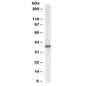 SH3GL2 Antibody (Biotin Conjugate)