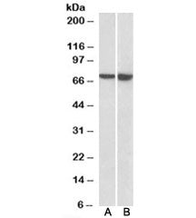 L-plastin Antibody