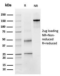 SDS-PAGE analysis of purified, BSA-free PAX4 antibody (clone PAX4/3011) as confirmation of integrity