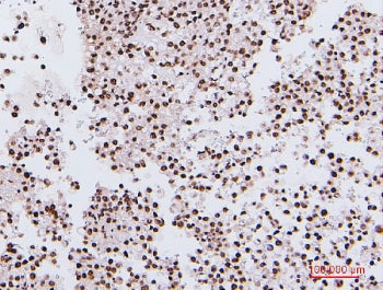 NRF1 Antibody / Nuclear Respiratory Factor 1