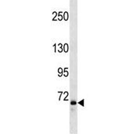 FOXP2 Antibody
