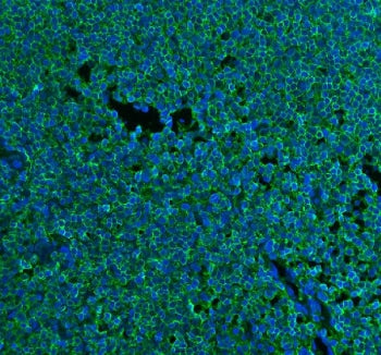 CD45 Antibody
