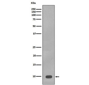 S100B Antibody