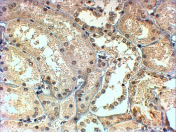 IHC testing of FFPE human kidney with TBLR1 antibody at 4ug/ml. HIER: steamed with pH9 Tris/EDTA buf