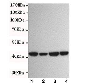 Western blot testing of beta Actin antibody at 1:1000 dilution and 1. human Jurkat, 2. human K562, 3