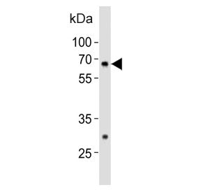 Gnl3 Antibody