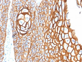 CD9 Antibody