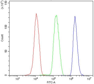 Ribonuclease 3 Antibody / DROSHA / RNase III