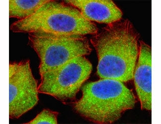 p65 Antibody (RELA)