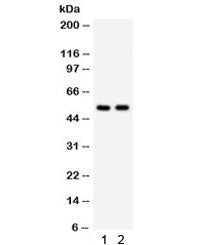 ATG13 Antibody