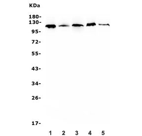 HIF1A Antibody / HIF-1 alpha