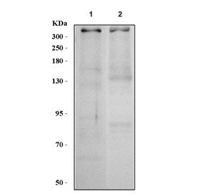 53BP1 Antibody