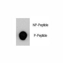 MUC1 Antibody (phospho-Y1229)