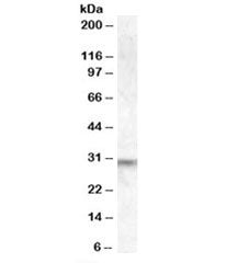 PRUNE2 Antibody