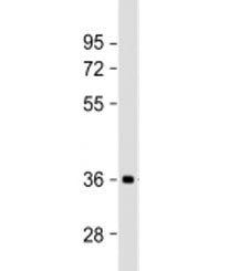 NMNAT1 Antibody / Nicotinamide-nucleotide adenylyltransferase 1