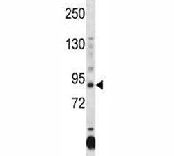 Dnmt3a Antibody