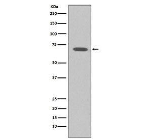 Raf1 Antibody / c-Raf