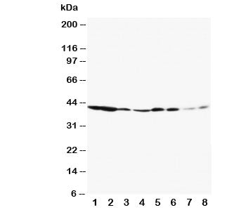 ERK1 Antibody