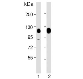 Western blot testing of human 1) HeLa and 2) PC-3 cell lysate with KAP1 antibody. Expectd molecular 