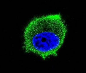 Confocal immunofluorescent analysis of TRAF2 antibody with MCF-7 cells followed by Alexa Fluor 488-c