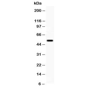 VIPR1 Antibody