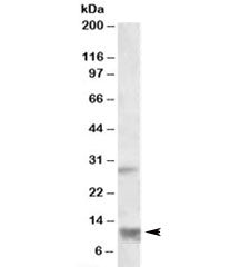 RNF7 Antibody