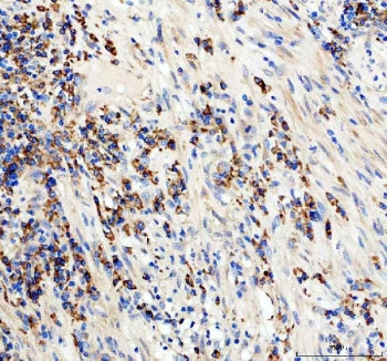 CD19 Antibody