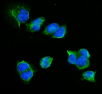 Cd72 Antibody