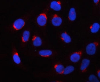 PRRC1 Antibody / Proline-rich and coiled-coil-containing protein 1