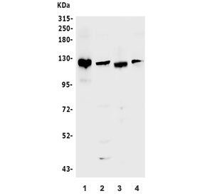 Bub1 Antibody