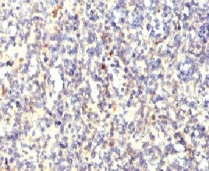 IHC testing of FFPE human spleen with TRAcP antibody (clone HACP5-1). FFPE testing requires sections